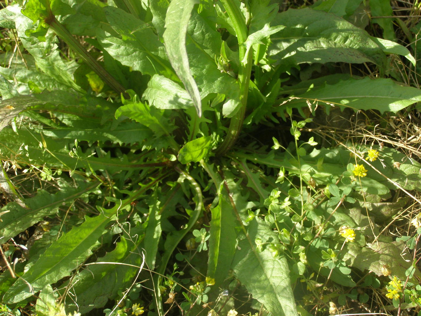 asteracea - Crepis sp.